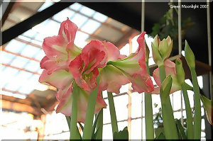 豪華なイメージの大型花 球根も大きい アマリリス