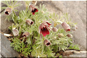 なかなか全開した花の姿を見せない　オキナグサ(翁草)