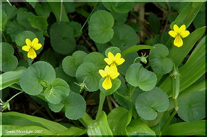 夏の亜高山に咲く黄色い面長すみれ キバナノコマノツメ(黄花の駒の爪)