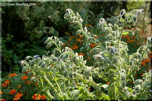 剛毛の青い星ボリジ 芳香が良く食用になり薬効もある