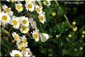 身近な植物のように見えますが、分類は難しそうです