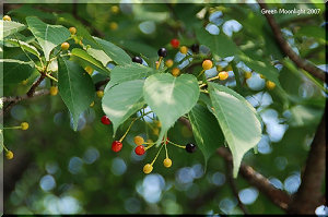 さくらんぼ 果実が赤から黒くなって熟すまで楽しみましょう
