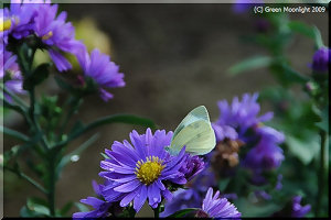 身近な植物のように見えますが、分類は難しそうです