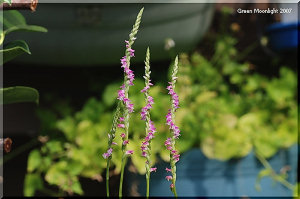 可愛くて小さいカトレア風の花が巻き付いているネジバナ