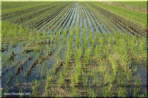 収穫されることがない二番穂を野鳥がついばむ冬の田圃