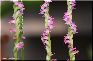 可愛くて小さいカトレア風の花が巻き付いているネジバナ