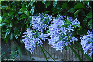 夏の初めに咲き始めるブルーな「愛の花」 アガパンサス
