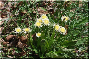 立ち性で品のある白い花を咲かせる シロバナタンポポ