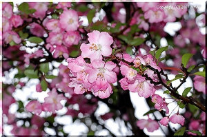 桃色の愛らしい姿 見事な花付きが嬉しい カイドウ(海棠)