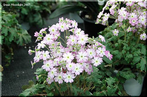 くすんだ緑色の葉　優しい印象の淡い花　雲南桜草