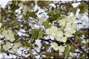 雅な雰囲気を醸し出す極く薄緑色の八重桜　鬱金(うこん)