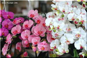 さわやか 胡蝶蘭　えっ、造花だったの！