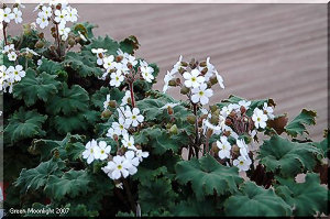 くすんだ緑色の葉　優しい印象の淡い花　雲南桜草