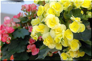 ふんわり咲く　「エラチオールベコニア」