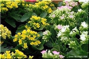 人気の多肉植物 カランコエ 「ブロスフェルディアナ」