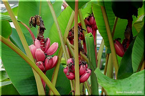 観賞用です　上を向いて咲き稔る赤い皮のバナナ