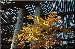 早春の庭を豪華に彩る黄金色の花　マホニア・チャリティ