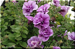 絞り模様　八ヶ岳発　ペチュニア「ダブルファンタジー」