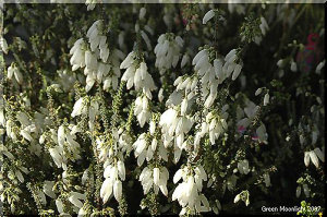 薬効もあり、ハーブティとしても珍重される　エリカ