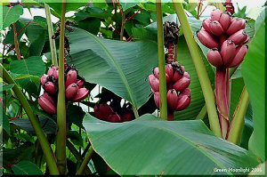 観賞用です　上を向いて咲き稔る赤い皮のバナナ