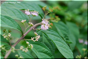 夏におとなしい花をひそかに咲かせるコムラサキシキブ
