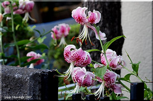 在るがままに置きたい美しい花　カノコユリ(鹿の子百合)