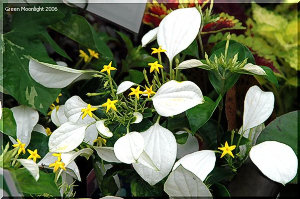 ホワイトコンロンカ（崑崙花）　幸せの白いハンカチ