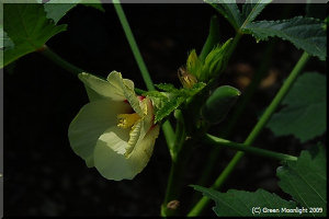 夏に美味しい万能野菜 オクラはハイビスカスの近縁種