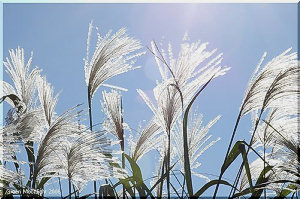 青い空に向かって輝き揺れる　これはススキ？
