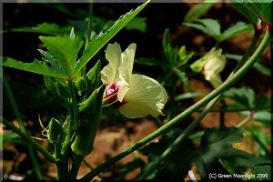夏に美味しい万能野菜 オクラはハイビスカスの近縁種