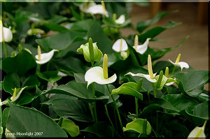 アレンジメントにも向く明るい白　アンスリウム「ポラリス」