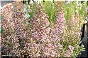 小さな鈴状の丸い花に黒い葯　蛇の目の名を持つエリカ