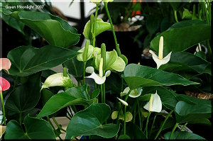 アレンジメントにも向く明るい白　アンスリウム「ポラリス」