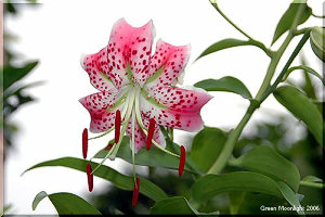 優美な京絞り模様　紅色のカノコユリ(鹿の子百合)