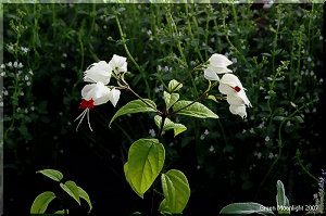 きりっとした紅白のコントラストが可愛らしい 源平葛(カズラ)