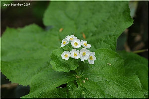 深山の渓流で出逢った素朴な美しさ　サンカヨウ(山荷葉)