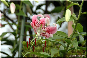 優美な京絞り模様　紅色のカノコユリ(鹿の子百合)
