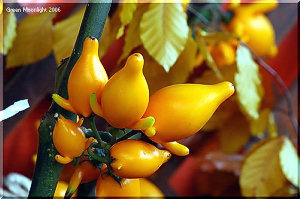 ハローウィンの季節に活躍する　フォックス・フェイス