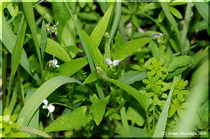 初夏に平地の湿原に咲く、草丈の高い変り種　タチスミレ