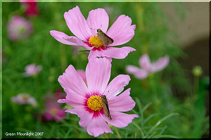 軽やかに風に揺れる秋の風物詩「コスモス畑」の訪問者