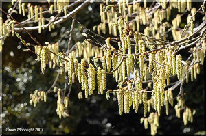 まだ色浅い早春の山を賑わせる黄色い花　キブシ