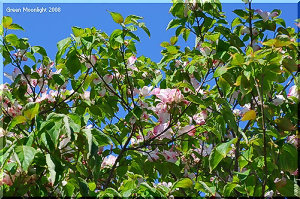 桜後の街角をさりげなく彩る淡い色の花木　ハナミズキ(花水木)