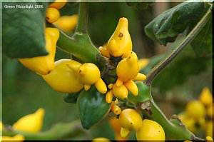 ハローウィンの季節に活躍する　フォックス・フェイス