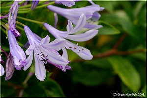 愛の花「アガパンサス」は秋も楽しむことができる