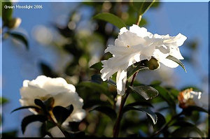 陽光に向かって八重に花開く　白いサザンカ(山茶花)