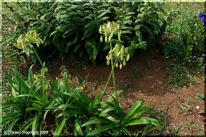 愛の花「アガパンサス」は秋も楽しむことができる