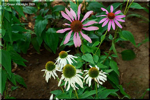 エキナセアはネイティブ・インディアンの愛用ハーブ