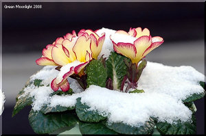 園芸品種が増え続ける 多彩で丈夫なプリムラ・ジュリアン