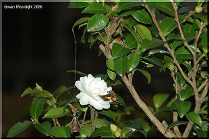 陽光に向かって八重に花開く　白いサザンカ(山茶花)