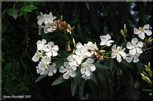 身近にある有毒植物！　美しいキョウチクトウ(夾竹桃)